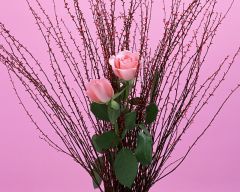 Tapeta Nature Flowers 262.jpg